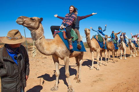 Alice Springs Camel Tour - Accommodation Newcastle 7