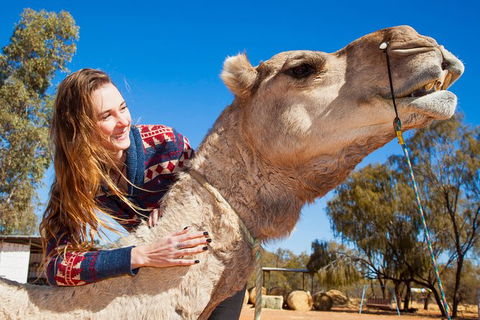 Alice Springs Camel Tour - Accommodation Newcastle 6