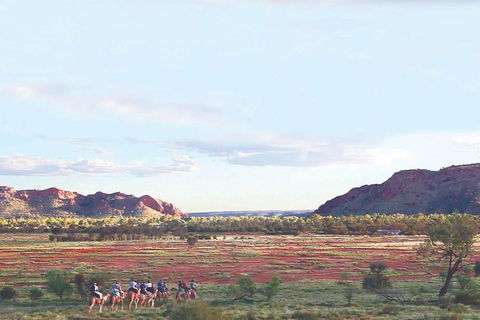 Alice Springs Camel Tour - Accommodation Newcastle 3