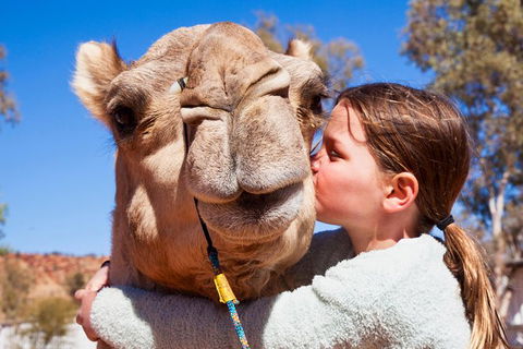 Alice Springs Camel Tour - Accommodation Newcastle 2