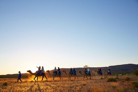 Alice Springs Camel Tour - Accommodation Newcastle 9