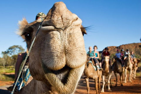 Alice Springs Camel Tour - Accommodation Newcastle 10