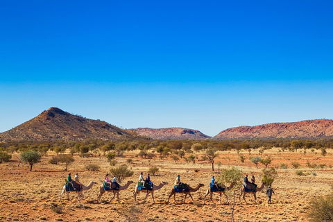 Alice Springs Camel Tour - Accommodation Newcastle 5
