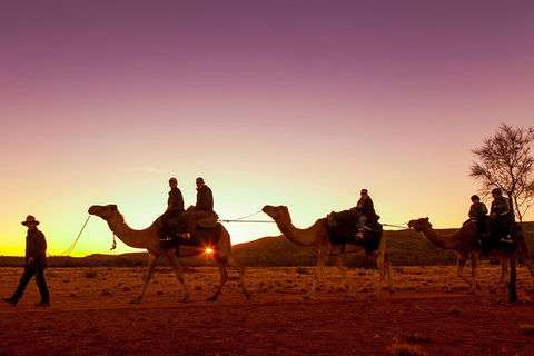 Alice Springs Camel Tour - Accommodation Newcastle 4