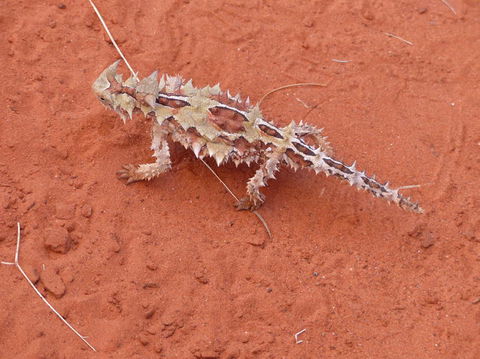 Alice Springs Highlights Half-Day Tour - Accommodation Newcastle 5