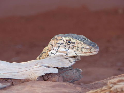Alice Springs Highlights Half-Day Tour - Accommodation Newcastle 6