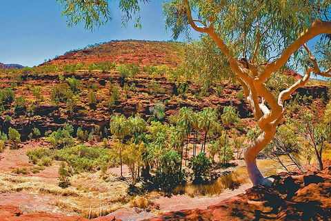 Palm Valley 4WD Tour From Alice Springs - Accommodation Newcastle 6