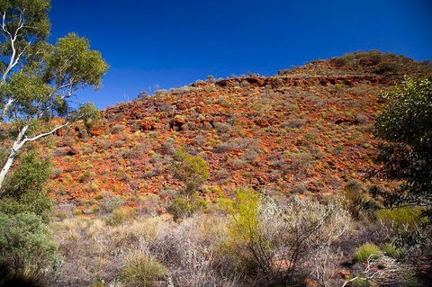Palm Valley 4WD Tour From Alice Springs - Accommodation Newcastle 7