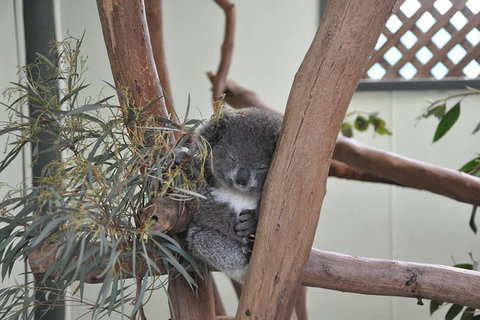 All-Inclusive Blue Mountains Tour In A Luxury Mercedes Sprinter - Accommodation Newcastle 18