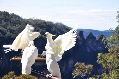 All-Inclusive Blue Mountains Tour In A Luxury Mercedes Sprinter - Accommodation Newcastle 4