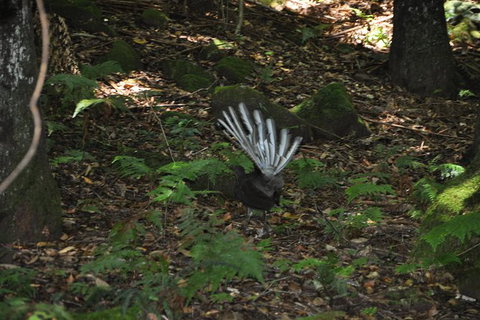 All-Inclusive Blue Mountains Tour In A Luxury Mercedes Sprinter - Accommodation Newcastle 5