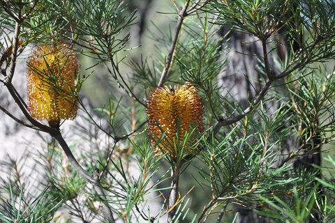 All-Inclusive Blue Mountains Tour In A Luxury Mercedes Sprinter - Accommodation Newcastle 12