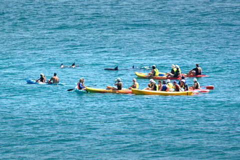 The Byron Bay Sea Kayak Tour - Accommodation Newcastle 12