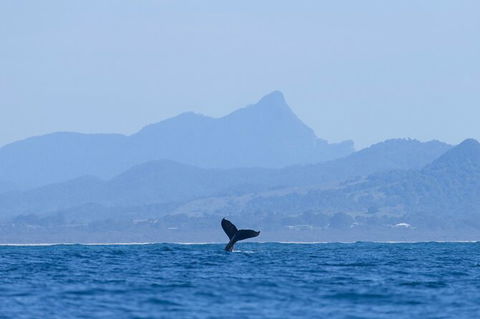 The Byron Bay Sea Kayak Tour - Accommodation Newcastle 10
