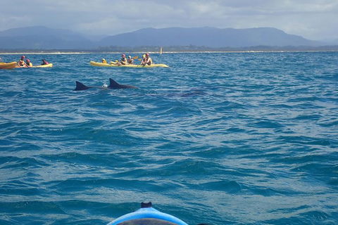 The Byron Bay Sea Kayak Tour - Accommodation Newcastle 4
