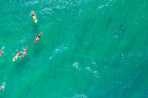 The Byron Bay Sea Kayak Tour - Accommodation Newcastle 5