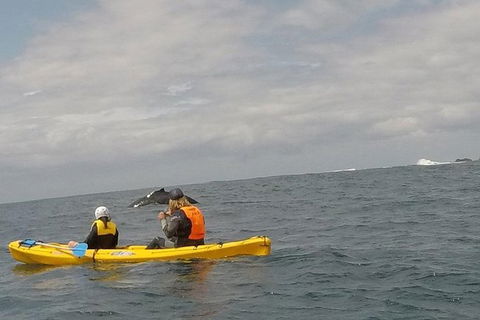 The Byron Bay Sea Kayak Tour - Accommodation Newcastle 6