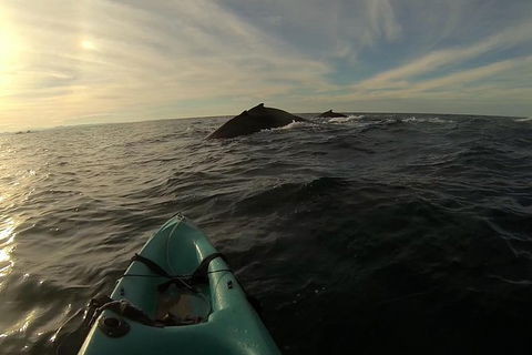 The Byron Bay Sea Kayak Tour - Accommodation Newcastle 3