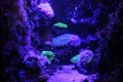 SEA LIFE Sydney Aquarium Entrance Ticket - Accommodation Newcastle 8