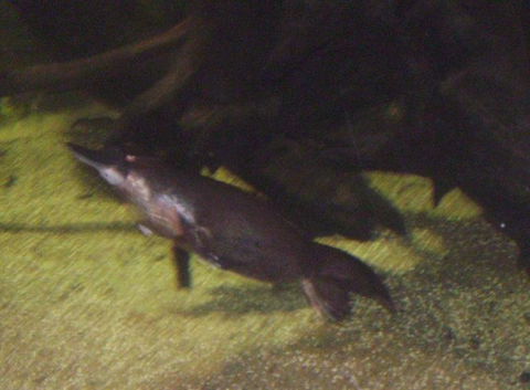 SEA LIFE Sydney Aquarium Entrance Ticket - Accommodation Newcastle 18