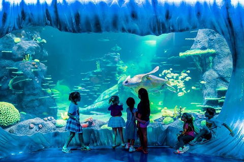 SEA LIFE Sydney Aquarium Entrance Ticket - Accommodation Newcastle 0
