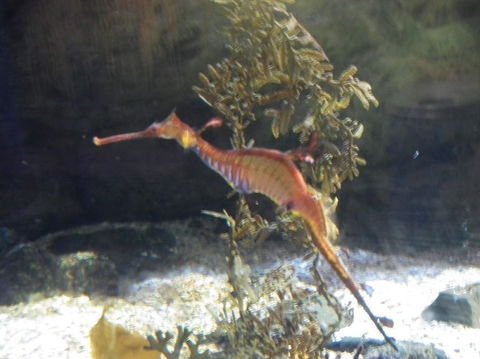 SEA LIFE Sydney Aquarium Entrance Ticket - Accommodation Newcastle 12