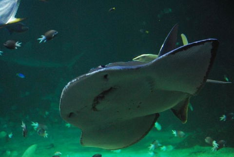 SEA LIFE Sydney Aquarium Entrance Ticket - Accommodation Newcastle 20