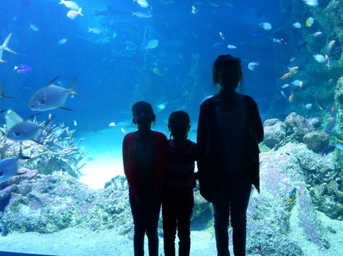 SEA LIFE Sydney Aquarium Entrance Ticket - Accommodation Newcastle 10