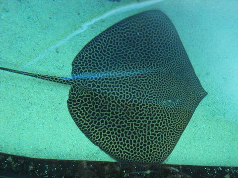 SEA LIFE Sydney Aquarium Entrance Ticket - Accommodation Newcastle 16