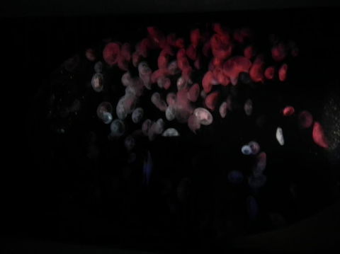 SEA LIFE Sydney Aquarium Entrance Ticket - Accommodation Newcastle 11