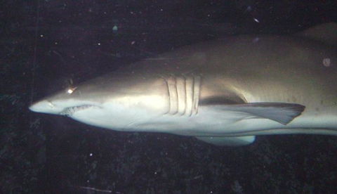 SEA LIFE Sydney Aquarium Entrance Ticket - Accommodation Newcastle 19