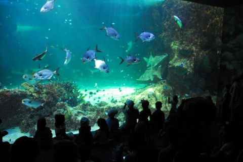 SEA LIFE Sydney Aquarium Entrance Ticket - Accommodation Newcastle 21