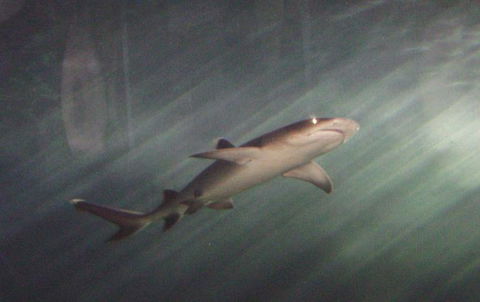 SEA LIFE Sydney Aquarium Entrance Ticket - Accommodation Newcastle 17