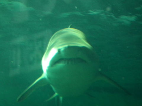 SEA LIFE Sydney Aquarium Entrance Ticket - Accommodation Newcastle 13