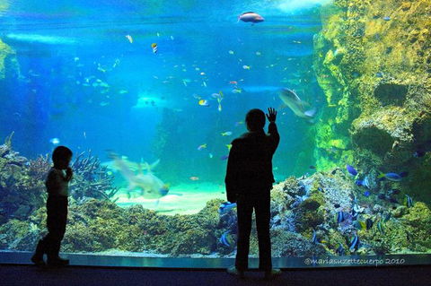 SEA LIFE Sydney Aquarium Entrance Ticket - Accommodation Newcastle 15