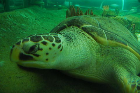 SEA LIFE Sydney Aquarium Entrance Ticket - Accommodation Newcastle 25