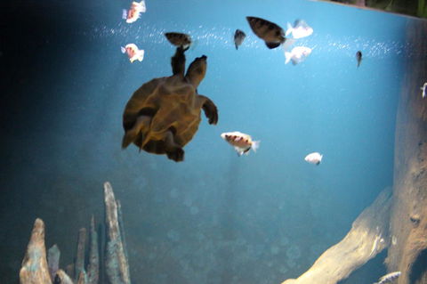 SEA LIFE Sydney Aquarium Entrance Ticket - Accommodation Newcastle 4