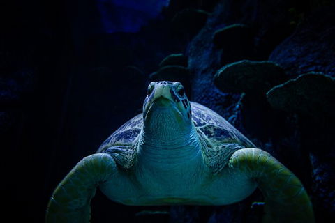 SEA LIFE Sydney Aquarium Entrance Ticket - Accommodation Newcastle 33