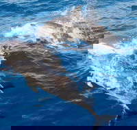 Port Stephens Day Tour From Sydney Including 4WD Sandboarding and Dolphins - Accommodation Newcastle
