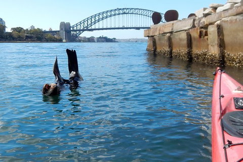 Kayak To Goat Island In Sydney Harbour With Local - Accommodation Newcastle 3