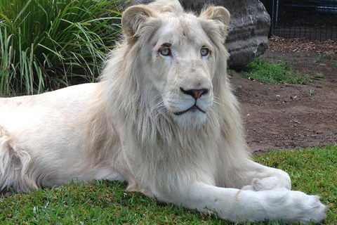 Private Shoalhaven Zoo Experience From Sydney - Accommodation Newcastle 1