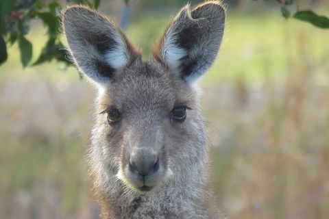 Byron Bay Wildlife Safari - Accommodation Newcastle 1