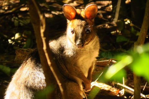 Byron Bay Wildlife Safari - Accommodation Newcastle 3