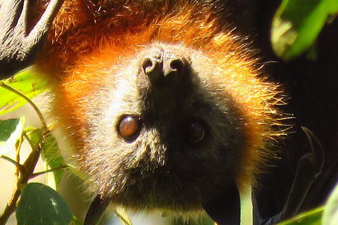 Byron Bay Wildlife Safari - Accommodation Newcastle 9
