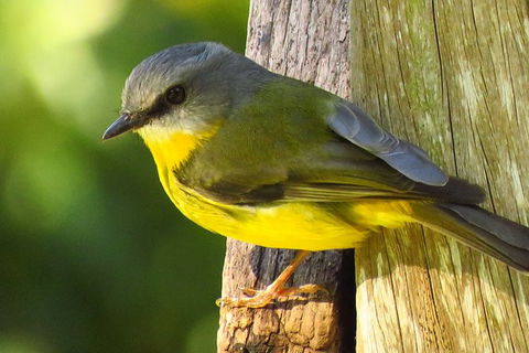 Byron Bay Wildlife Safari - Accommodation Newcastle 6