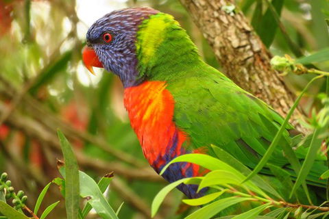 Byron Bay Wildlife Safari - Accommodation Newcastle 7