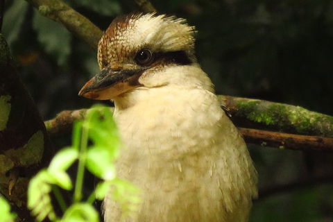 Byron Bay Wildlife Safari - Accommodation Newcastle 5