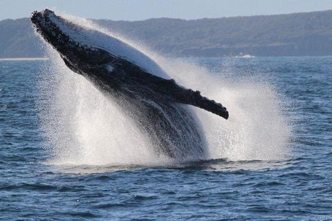 Jervis Bay Whale Watching Tour - Accommodation Newcastle 0