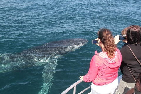 Jervis Bay Whale Watching Tour - Accommodation Newcastle 9