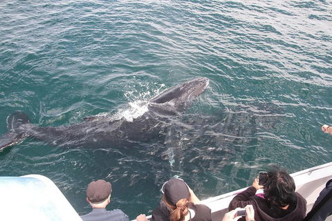 Jervis Bay Whale Watching Tour - Accommodation Newcastle 12